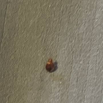 Bed bug service proof in Old Hickory, TN - June 8, 2026 - Job 9CFE1E photo 8