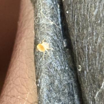 Bed bug service proof in Tullahoma, TN - June 8, 2026 - Job F4977B photo 10