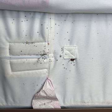 Bed bug service proof in Tullahoma, TN - June 8, 2026 - Job F4977B photo 2