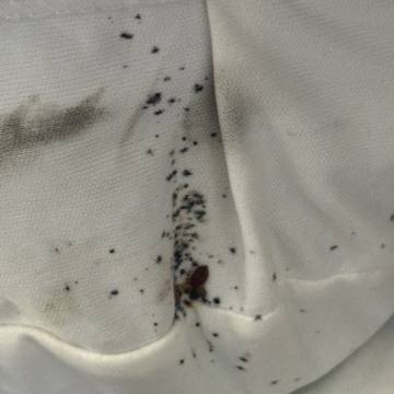 Bed bug service proof in Tullahoma, TN - June 8, 2026 - Job F4977B photo 3