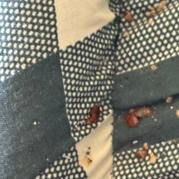 Bed bug service proof in Tullahoma, TN - June 8, 2026 - Job F4977B photo 4
