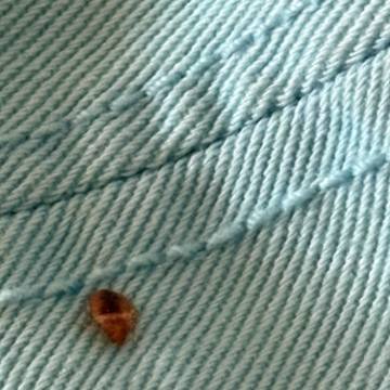 Bed bug service proof in Tullahoma, TN - June 8, 2026 - Job F4977B photo 8