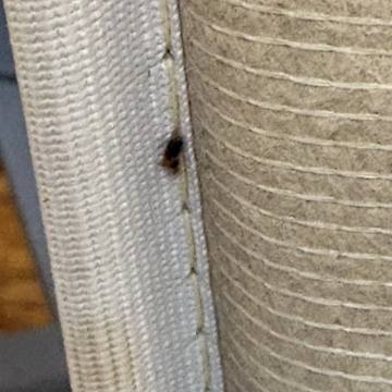 Bed bug service proof in Shelbyville, TN - June 9, 2026 - Job 9379CA photo 2