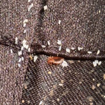 Bed bug service proof in Shelbyville, TN - June 9, 2026 - Job 9379CA photo 5