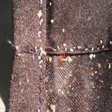 Bed bug service proof in Shelbyville, TN - June 9, 2026 - Job 9379CA photo 6