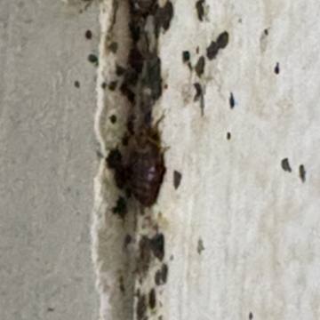 Bed bug service proof in Shelbyville, TN - June 9, 2026 - Job 9379CA photo 8