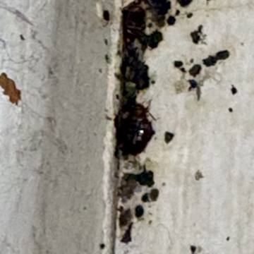 Bed bug service proof in Shelbyville, TN - June 9, 2026 - Job 9379CA photo 9