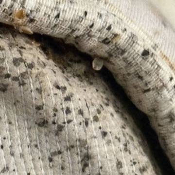 Bed bug service proof in Shelbyville, TN - June 3, 2026 - Job 744982 photo 1