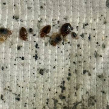 Bed bug service proof in Shelbyville, TN - June 3, 2026 - Job 744982 photo 4