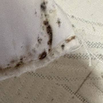 Bed bug service proof in Shelbyville, TN - June 3, 2026 - Job 744982 photo 5
