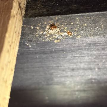 Bed bug service proof in Westmoreland, TN - June 8, 2026 - Job 8566A9 photo 1