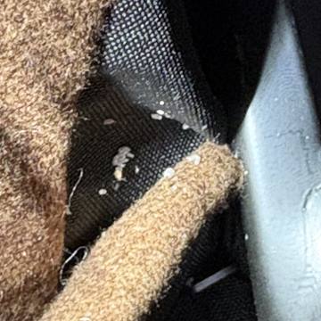 Bed bug service proof in Westmoreland, TN - June 8, 2026 - Job 8566A9 photo 2