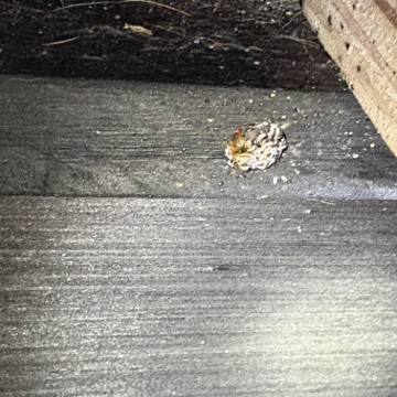 Bed bug service proof in Westmoreland, TN - June 8, 2026 - Job 8566A9 photo 3