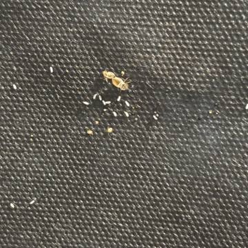 Bed bug service proof in Westmoreland, TN - June 8, 2026 - Job 8566A9 photo 5