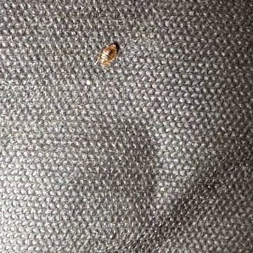 Bed bug service proof in Westmoreland, TN - June 8, 2026 - Job 8566A9 photo 6