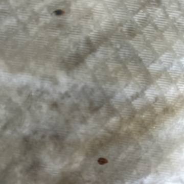 Bed bug service proof in Lebanon, TN - June 8, 2026 - Job 308A63 photo 1