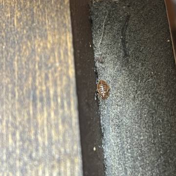 Bed bug service proof in Lebanon, TN - June 8, 2026 - Job 308A63 photo 3