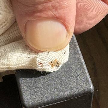 Bed bug service proof in Gruetli-Laager, TN - June 8, 2026 - Job 70F2AB photo 1