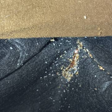 Bed bug service proof in Gruetli-Laager, TN - June 8, 2026 - Job 70F2AB photo 2