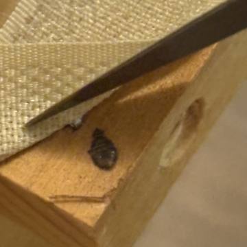 Bed bug service proof in Murfreesboro, TN - June 8, 2026 - Job EB80A5 photo 1