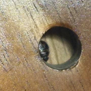 Bed bug service proof in Murfreesboro, TN - June 8, 2026 - Job EB80A5 photo 2