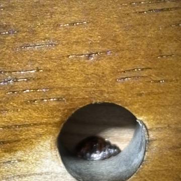Bed bug service proof in Murfreesboro, TN - June 8, 2026 - Job EB80A5 photo 3