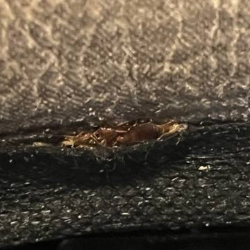 Bed bug service proof in Portland, TN - June 8, 2026 - Job 2DDF59 photo 1