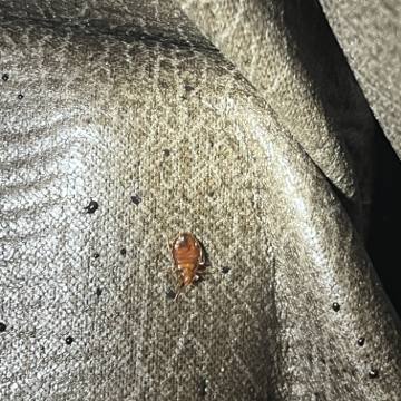 Bed bug service proof in Portland, TN - June 8, 2026 - Job 2DDF59 photo 3
