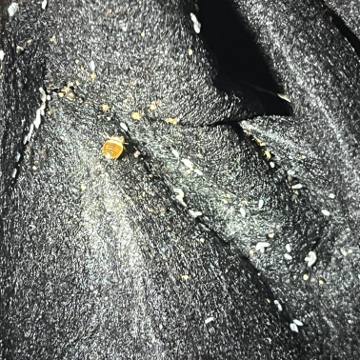 Bed bug service proof in Portland, TN - June 8, 2026 - Job 2DDF59 photo 4