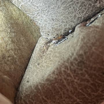 Bed bug service proof in Portland, TN - June 8, 2026 - Job 2DDF59 photo 5