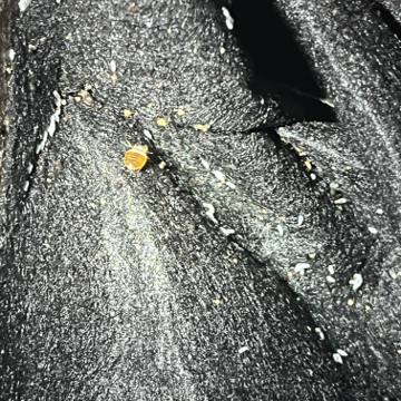 Bed bug service proof in Portland, TN - June 8, 2026 - Job 2DDF59 photo 6
