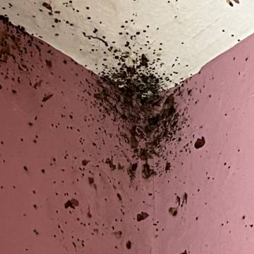 Bed bug service proof in Gallatin, TN - June 8, 2026 - Job DB4534 photo 10