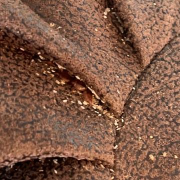 Bed bug service proof in Gallatin, TN - June 8, 2026 - Job DB4534 photo 4