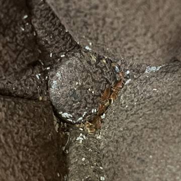 Bed bug service proof in Gallatin, TN - June 8, 2026 - Job DB4534 photo 5