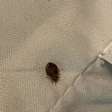 Bed bug service proof in Gallatin, TN - June 8, 2026 - Job DB4534 photo 6
