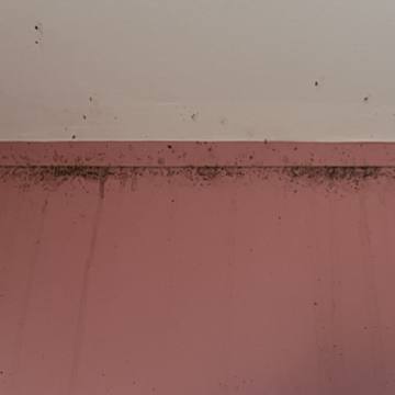 Bed bug service proof in Gallatin, TN - June 8, 2026 - Job DB4534 photo 9
