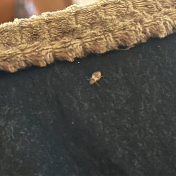 Bed bug service proof in Hendersonville, TN - June 8, 2026 - Job 32A4CF photo 1