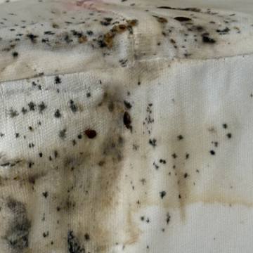 Bed bug service proof in Shelbyville, TN - June 9, 2026 - Job D7EE38 photo 1