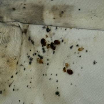 Bed bug service proof in Shelbyville, TN - June 9, 2026 - Job D7EE38 photo 2