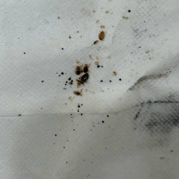 Bed bug service proof in Shelbyville, TN - June 9, 2026 - Job D7EE38 photo 4