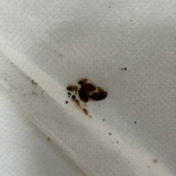 Bed bug service proof in Shelbyville, TN - June 9, 2026 - Job D7EE38 photo 5