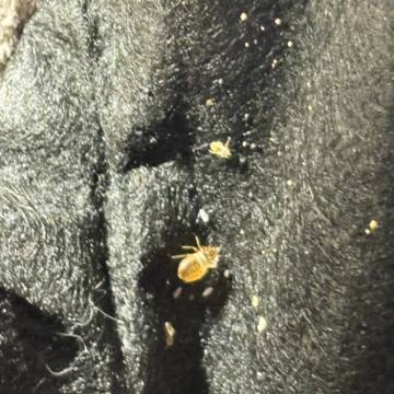 Bed bug service proof in Shelbyville, TN - June 9, 2026 - Job D7EE38 photo 6