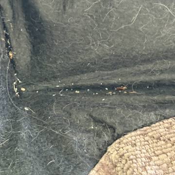 Bed bug service proof in Shelbyville, TN - June 9, 2026 - Job D7EE38 photo 8