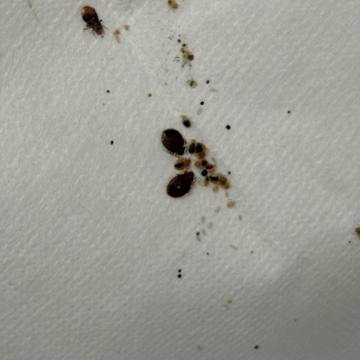 Bed bug service proof in Shelbyville, TN - June 9, 2026 - Job D7EE38 photo 9