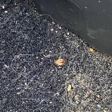 Bed bug service proof in La Vergne, TN - June 8, 2026 - Job DF50A6 photo 10