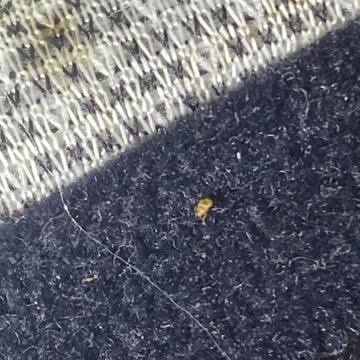 Bed bug service proof in La Vergne, TN - June 8, 2026 - Job DF50A6 photo 12