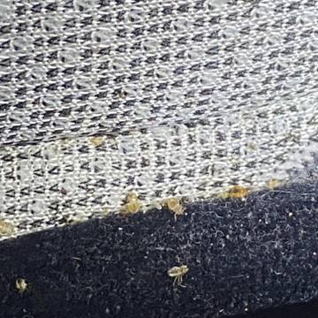 Bed bug service proof in La Vergne, TN - June 8, 2026 - Job DF50A6 photo 13