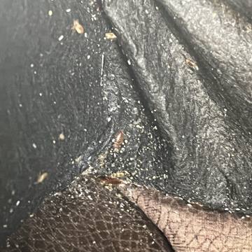 Bed bug service proof in La Vergne, TN - June 8, 2026 - Job DF50A6 photo 14