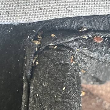 Bed bug service proof in La Vergne, TN - June 8, 2026 - Job DF50A6 photo 15