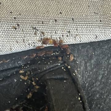 Bed bug service proof in La Vergne, TN - June 8, 2026 - Job DF50A6 photo 16